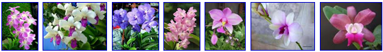 http://www.wendyguesthouse.com/evos/ezcatfiles/wendyhouse/img/ads/orchid2_orkid.gif